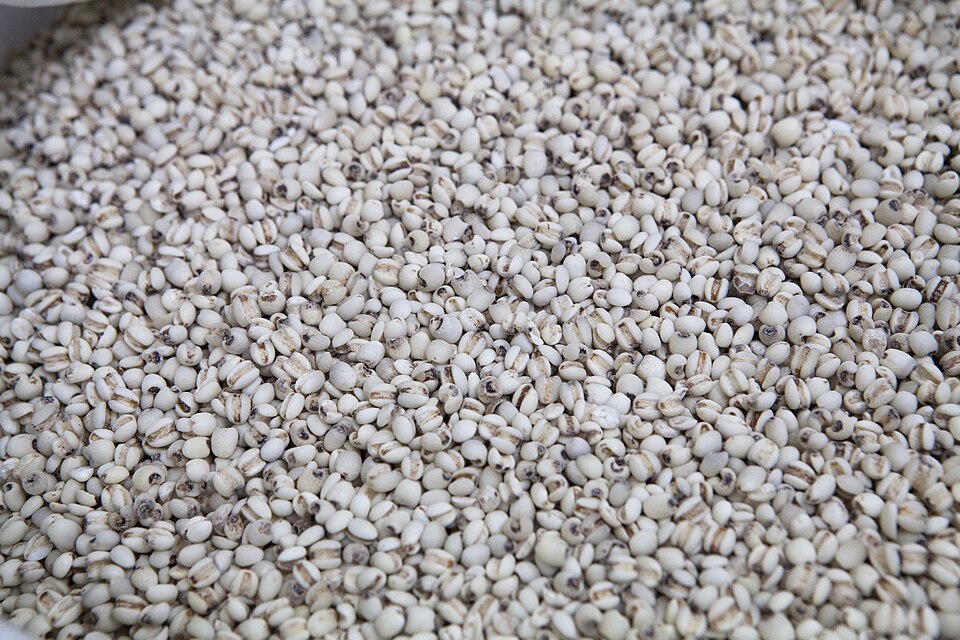 File:Yulmu (Coix lacryma-jobi var. ma-yuen).jpg