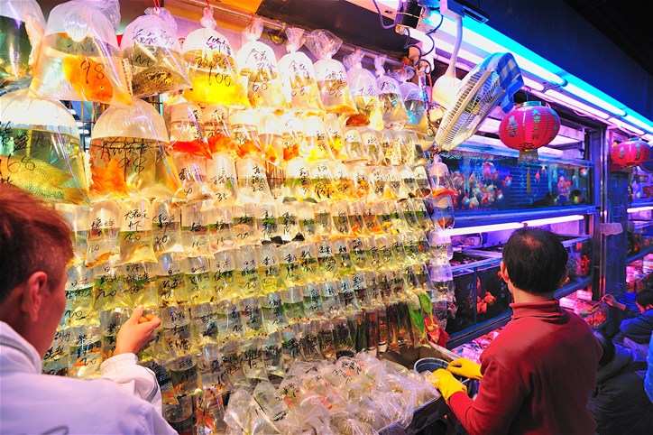 Goldfish Market