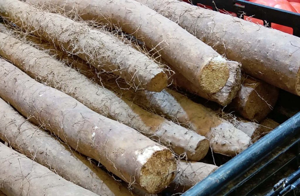 chinese yam spring traditional medicine